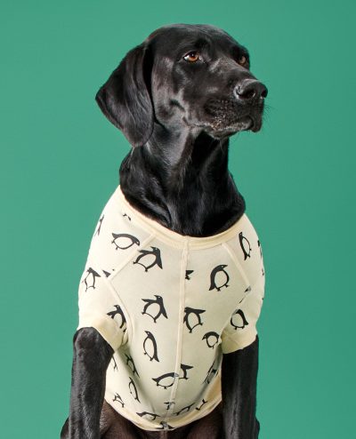 Holiday Dog Pajamas