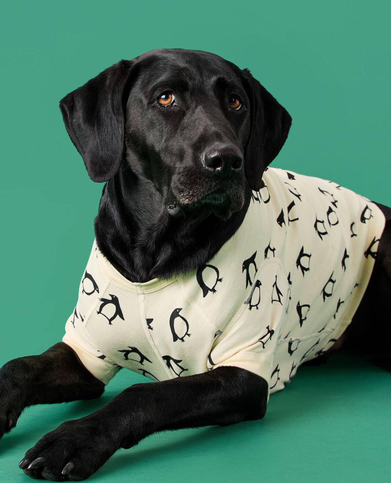 Holiday Dog Pajamas - Image 5