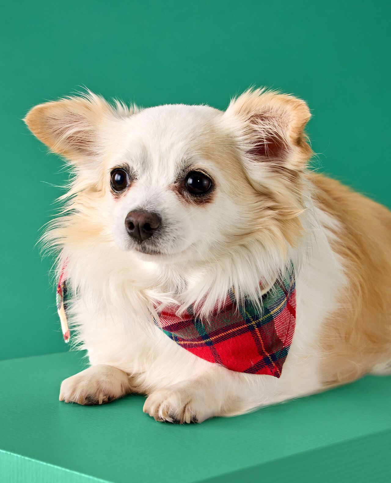 Holiday Flannel Dog Bandana - Image 3